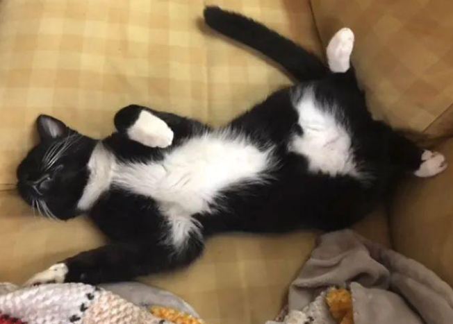 主人给猫咪装修了一间专属猫屋，里面要啥有啥