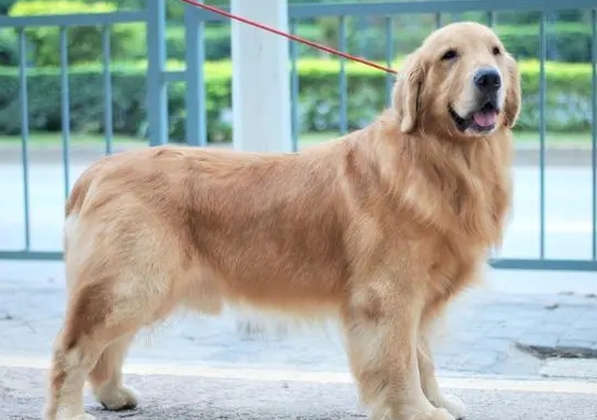 金色寻回猎犬是金毛吗