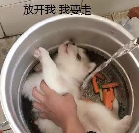 给小哈士奇洗澡,原本是一脸享受和满足,下一秒:炖狗肉? 给小哈士奇洗澡,原本是一脸享受和满足,下一秒:炖狗肉?