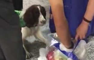 检查犬被玉米吸引,拦住奶奶不让走,狗子:留下买路玉米 检查犬被玉米吸引,拦住奶奶不让走,狗子:留下买路玉米