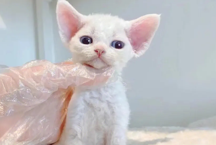 德文卷毛猫好臭 德文卷毛猫好臭