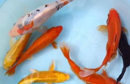 挑选锦鲤口诀
