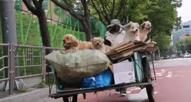5只流浪狗,每天陪“大叔”收废品,只要出门就不离不弃 5只流浪狗,每天陪“大叔”收废品,只要出门就不离不弃