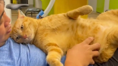 橘猫翻肚任人上下搓揉,饲主笑:我有这样的猫你没有! 橘猫翻肚任人上下搓揉,饲主笑:我有这样的猫你没有!