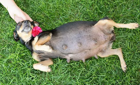 如何判断母犬怀孕了 如何判断母犬怀孕了
