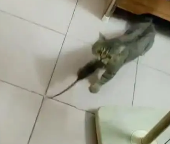 猫咪从外面回来，嘴里叼着东西要上楼，主人看清后喝止：别动！