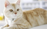 养猫房间能抽烟嘛
