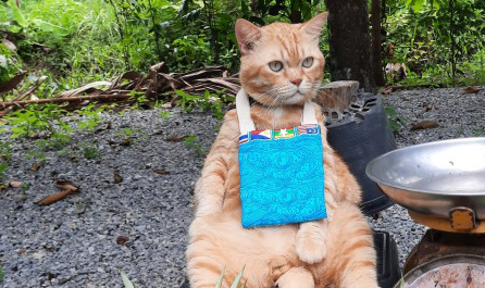 一只橘猫成为了“最火水果老板”,演绎爱买不买的态度 一只橘猫成为了“最火水果老板”,演绎爱买不买的态度