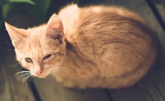 RSER:冬天猫咪呼吸道疾病高发,铲屎官一定要提早做好预防! RSER:冬天猫咪呼吸道疾病高发,铲屎官一定要提早做好预防!