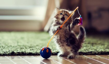 养猫的坏处 养猫的坏处