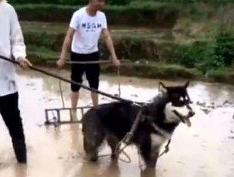 哈士奇被送到农村,5天暴瘦10斤,二哈:带我走吧 哈士奇被送到农村,5天暴瘦10斤,二哈:带我走吧