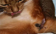 怎么确认猫崽在产道了