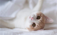 养猫需要打什么针多少钱