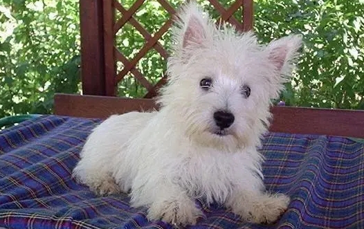 白梗西高地犬多少钱一只