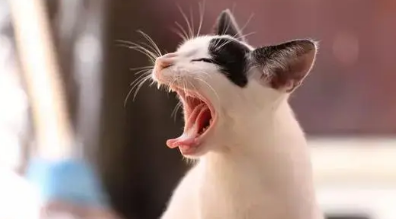 小猫为什么一直叫个不停 小猫为什么一直叫个不停