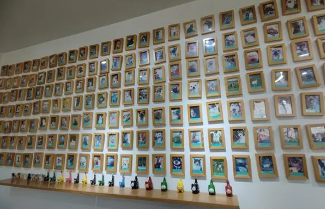 宠物殡葬馆里的哀伤宠主:为患病宠物选择安乐死,终身不复养 宠物殡葬馆里的哀伤宠主:为患病宠物选择安乐死,终身不复养