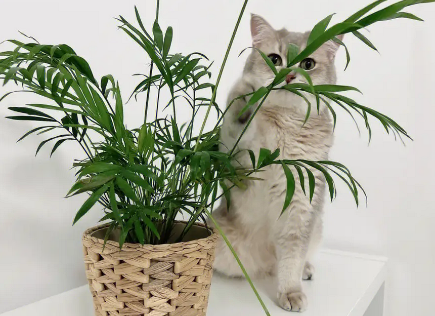 养猫能养一帆风顺吗 养猫能养一帆风顺吗