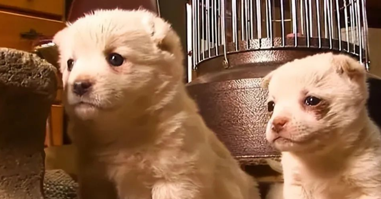 母狗把幼犬叼到主人面前的举动,示意了这些,主人别忽视 母狗把幼犬叼到主人面前的举动,示意了这些,主人别忽视