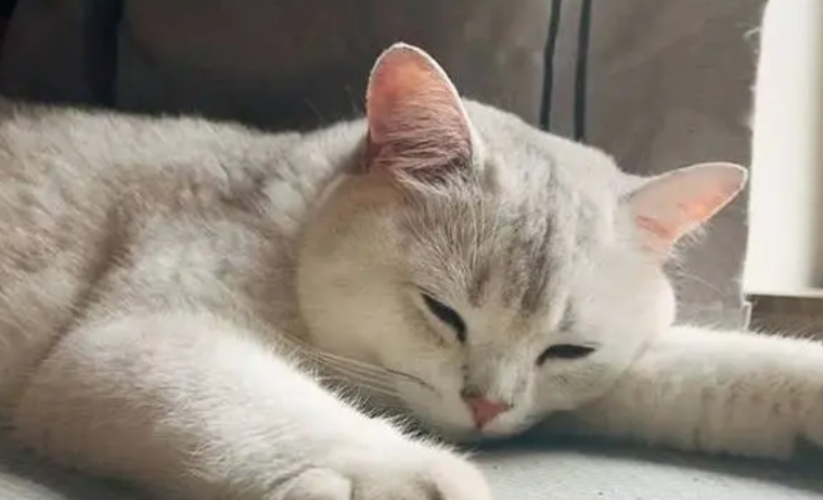 小猫夏天在家会热死吗 小猫夏天在家会热死吗