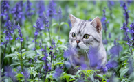 薰衣草对猫来说有毒吗