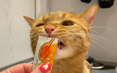 幼猫多久吃一次猫条 幼猫多久吃一次猫条
