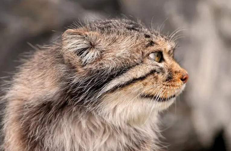 帕拉斯猫 帕拉斯猫