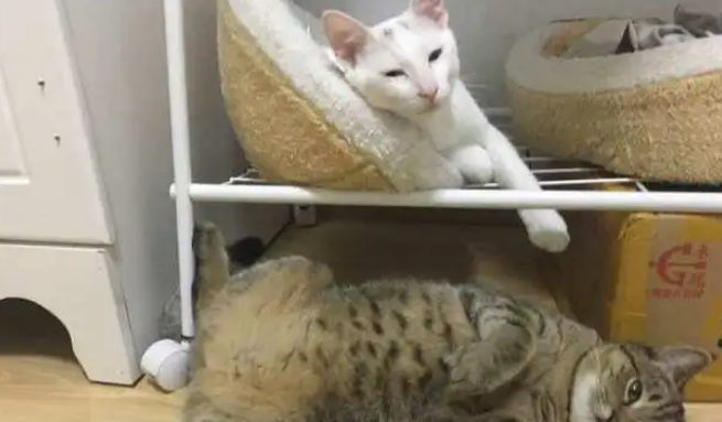 铲屎官回家发现猫咪站在箱子上求抱抱，原来事情并没有那么简单