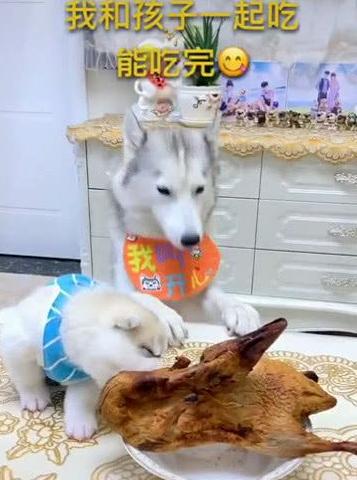 主人说哈士奇吃不完一只烤鸭，下一秒见哈士奇叼来的东西笑翻了！