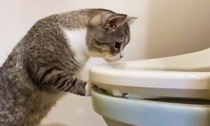 怎么教猫咪用马桶