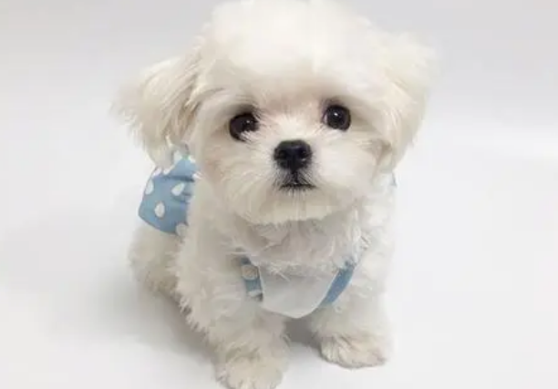 马尔济斯犬的吊有多大 马尔济斯犬的吊有多大