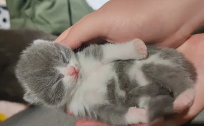小猫崽多少天能见阳光 小猫崽多少天能见阳光