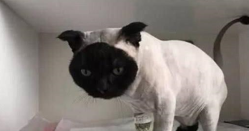 徒手抱起3只橘猫,意外的事情发生了! 徒手抱起3只橘猫,意外的事情发生了!