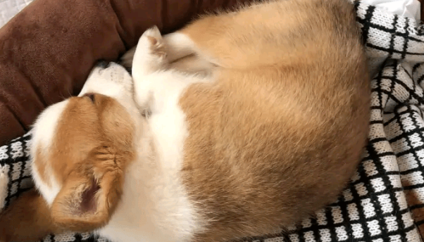 柯基很喜欢看电视，主人可以不在家陪它，但电视一定要开着