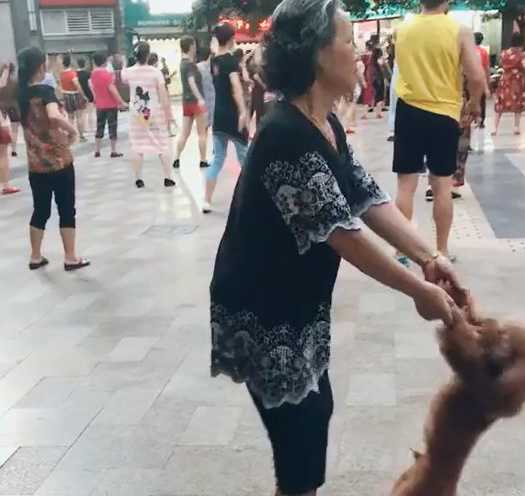 奶奶在广场上跳舞时没舞伴,结果灵机一动抓住旁边的泰迪! 奶奶在广场上跳舞时没舞伴,结果灵机一动抓住旁边的泰迪!