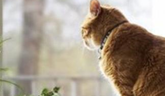 两只橘猫感情很好,一只去世后,另一只天天在窗口等伙伴回家 两只橘猫感情很好,一只去世后,另一只天天在窗口等伙伴回家