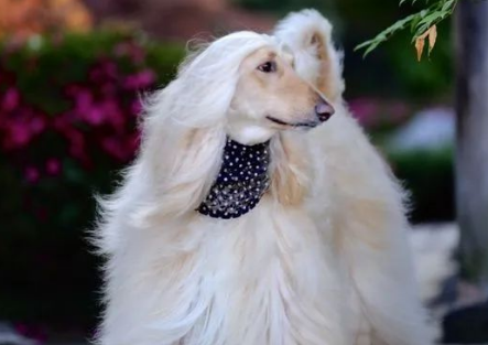 阿富汗猎犬的狗粮 正确选择狗粮