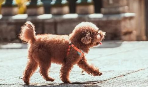 泰迪越大越聪明?破解谜团,探究泰迪的智慧与魅力! 泰迪越大越聪明?破解谜团,探究泰迪的智慧与魅力!