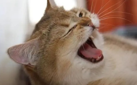 小猫一直打喷嚏是怎么回事