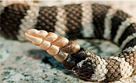 响尾蛇的尾巴 图片