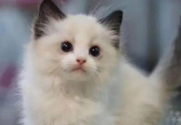 布偶猫幼崽市场价多少