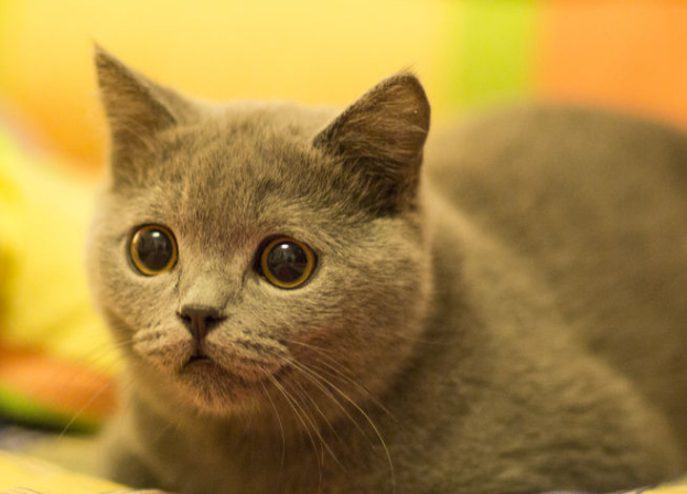凶猛猫叫声叫5分钟的 凶猛猫叫声叫5分钟的