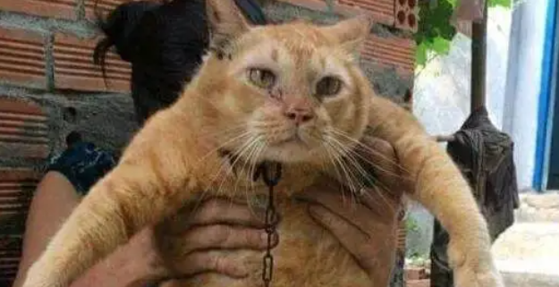 橘猫到处乱跑寻找食物吃,几个月后变成这模样,让网友笑喷 橘猫到处乱跑寻找食物吃,几个月后变成这模样,让网友笑喷