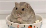 仓鼠可以吃哈密瓜吗