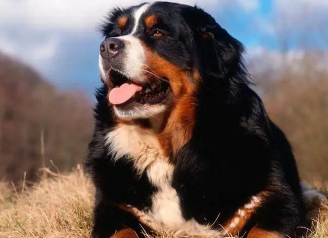 伯恩山犬适合家养吗 首先了解它的性格
