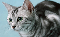 用什么药能把猫弄哑巴