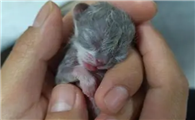 小猫生下来半个小时都没动