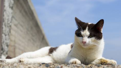 老太太收养三百多只流浪猫，以为她很善良，她的毛绒大衣说明一切