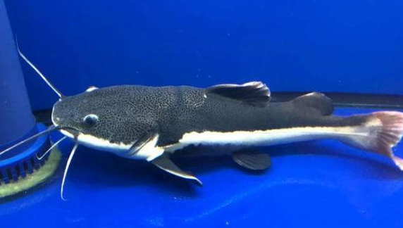 招财猫鱼不喂能饿死吗 招财猫鱼不喂能饿死吗