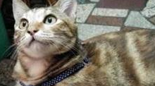 原本说绝不碰猫的老爸，得知没猫粮后大方掏钱：给我孙子去买饲料