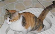 小猫拉肚子了怎么办呢